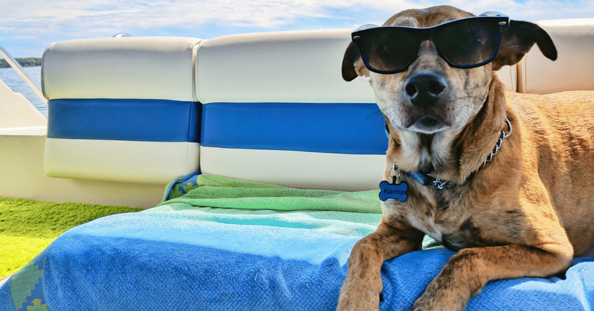Hond met zonnebril liggend op ligbed in de zon