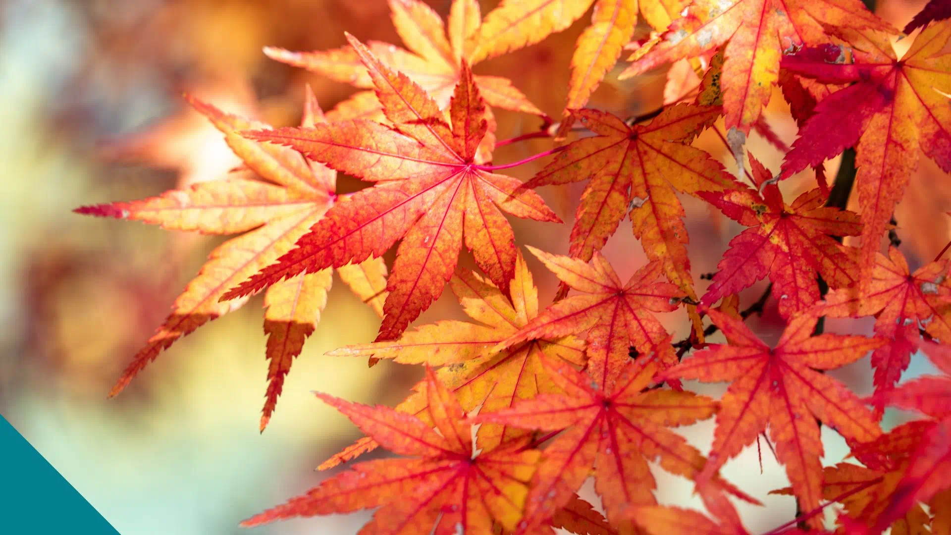 Winterharde planten Japanse Esdoorn