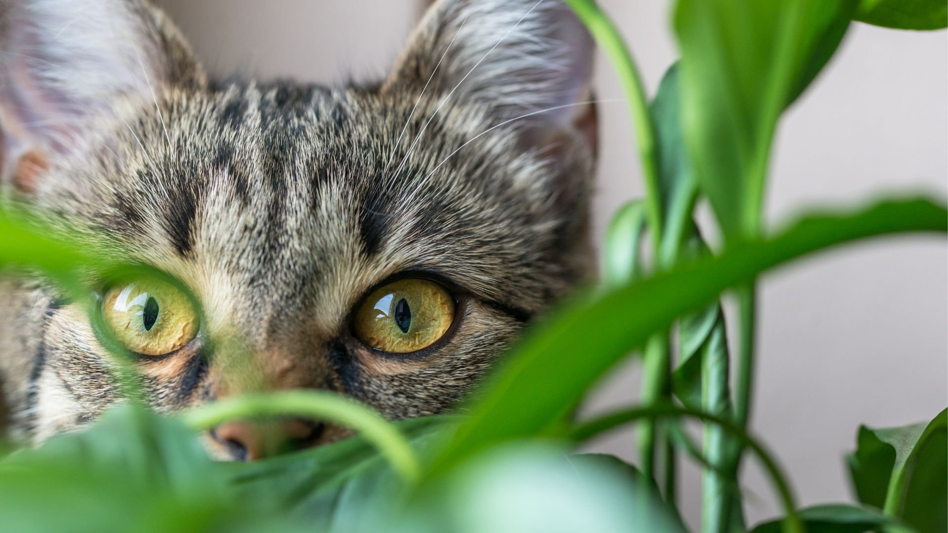 Kattenliefhebbers opgelet! Dit zijn giftige planten voor katten