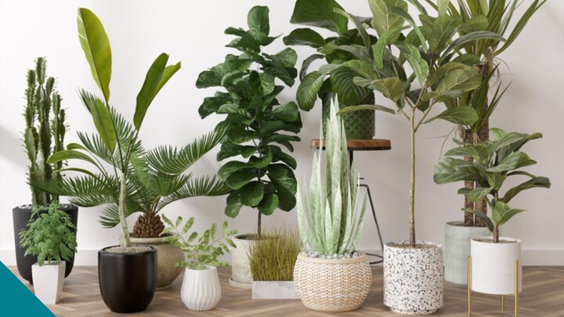 Kamerplanten 