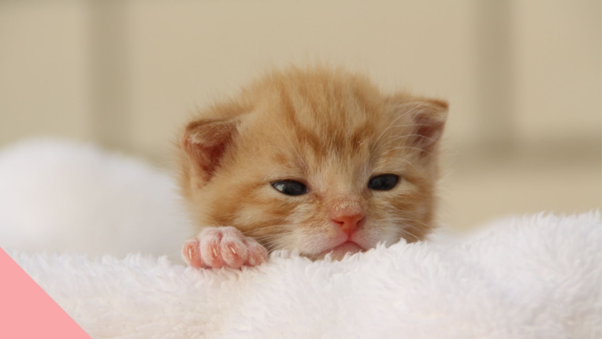 Kattendag