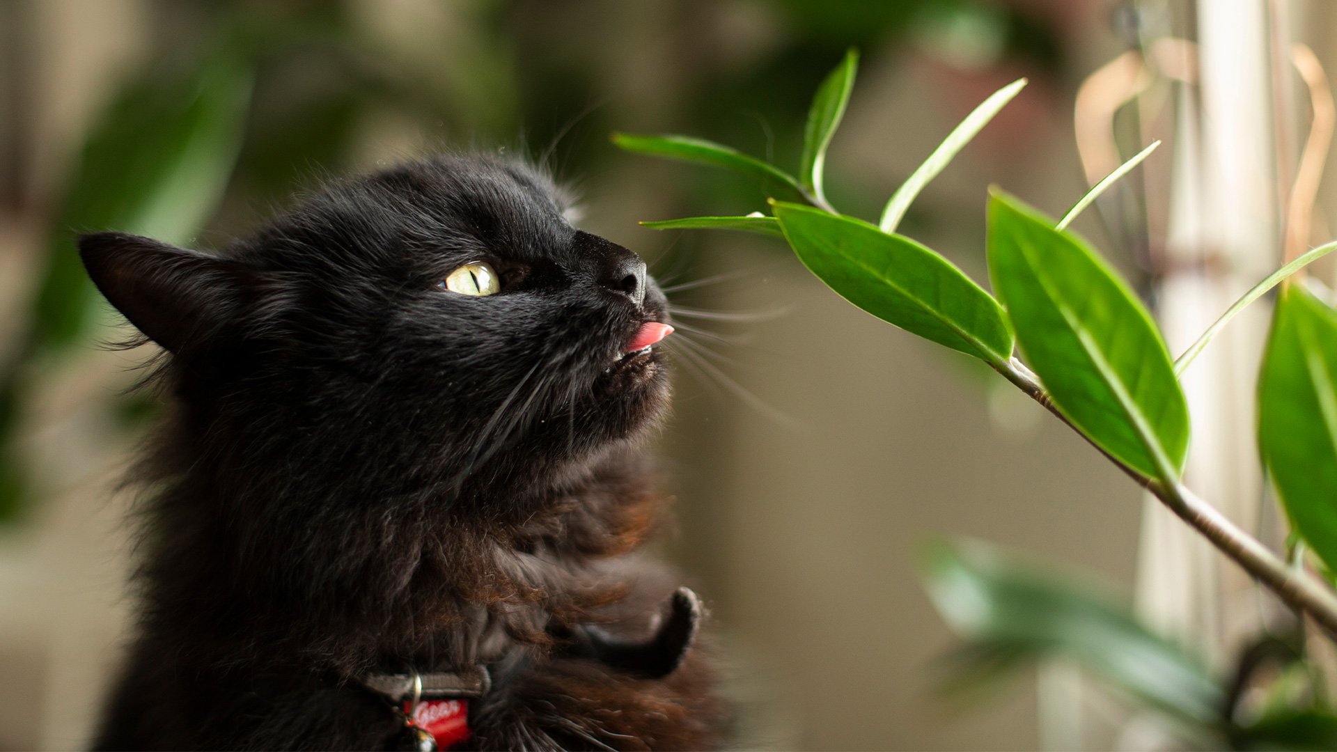 Geheime vijanden in huis: de top 5 giftige planten voor huisdieren