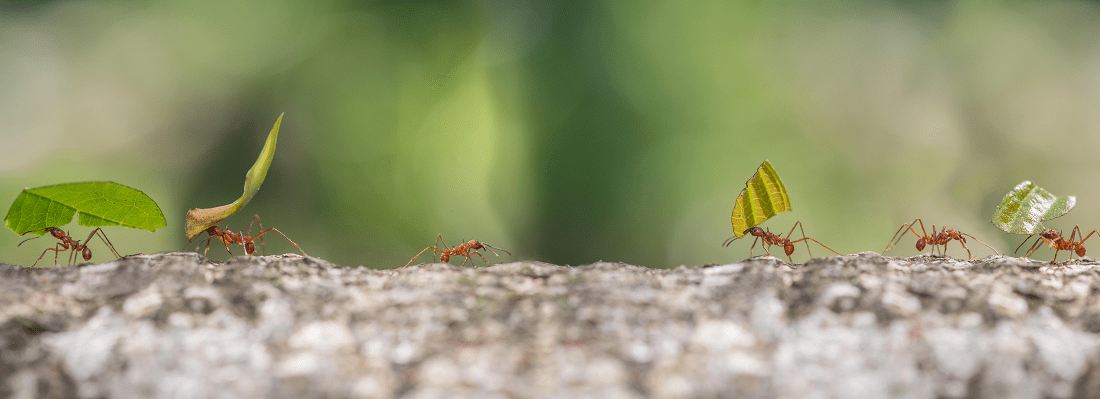 ants-article-min