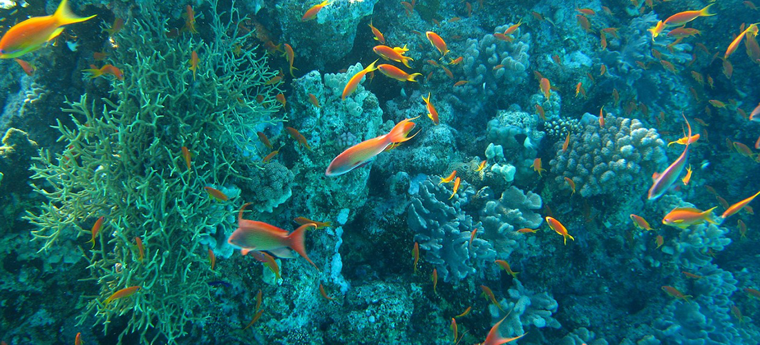 Ocean sustainability heroes...