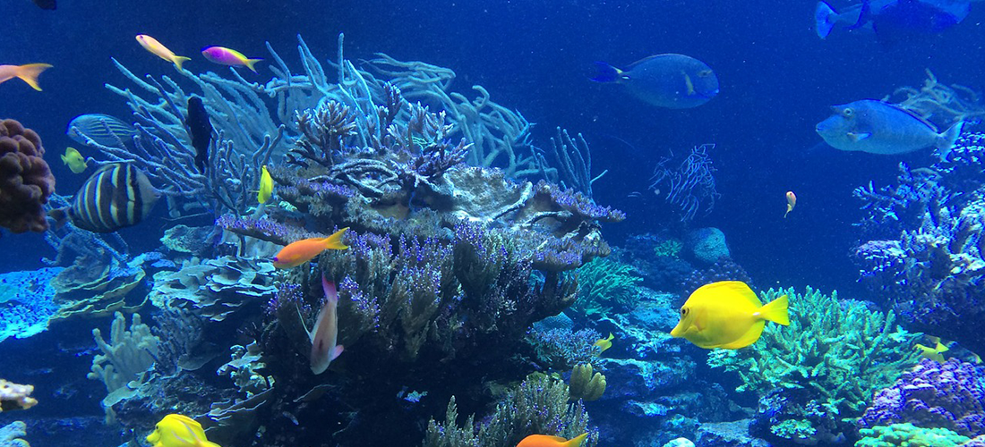 Ocean sustainability heroes...