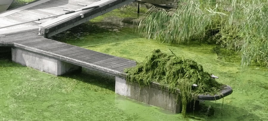 Going Green wasnt meant to be like this
