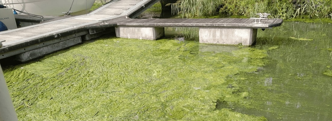 greenwater