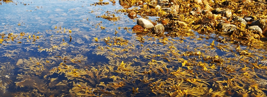 loss-of-ocean-biodiversity