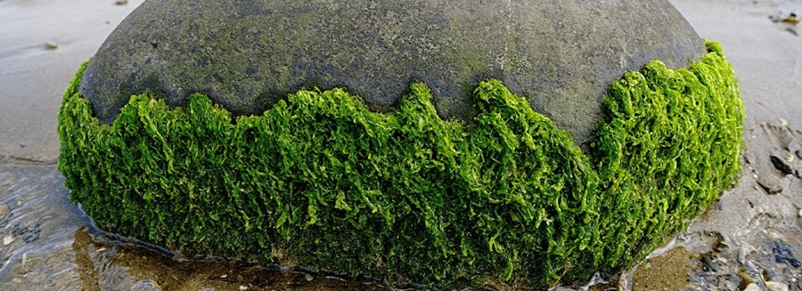 loss-of-ocean-biodiversity