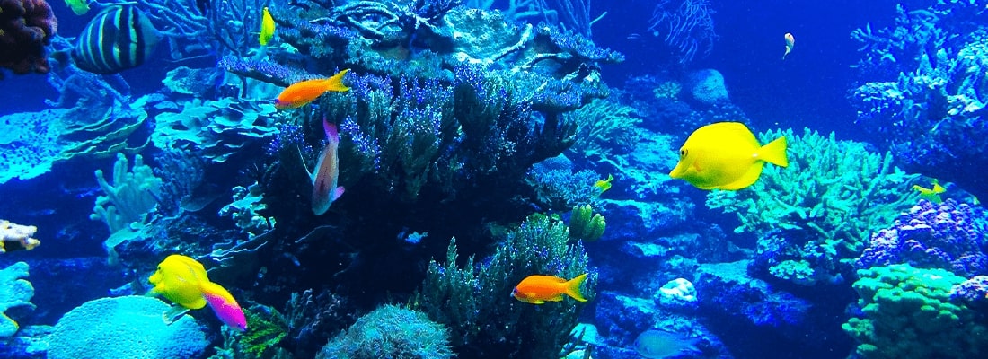Ocean Conservation in focus