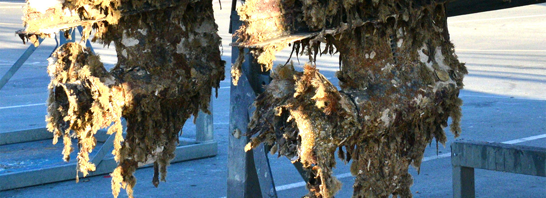 Biofouling: The way forward