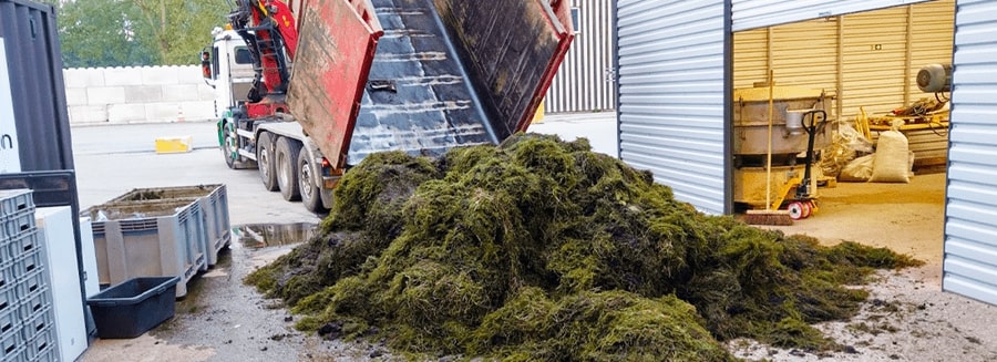 Green manufacturing from water plants