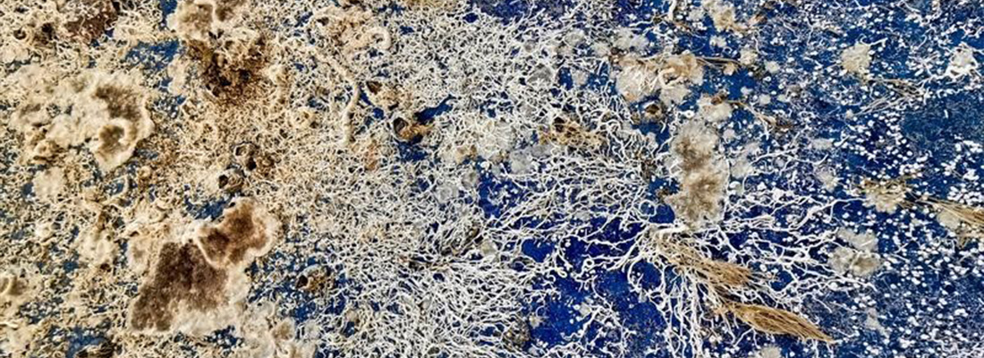 Ocean biodiversity and marine biofouling, the ongoing challenge