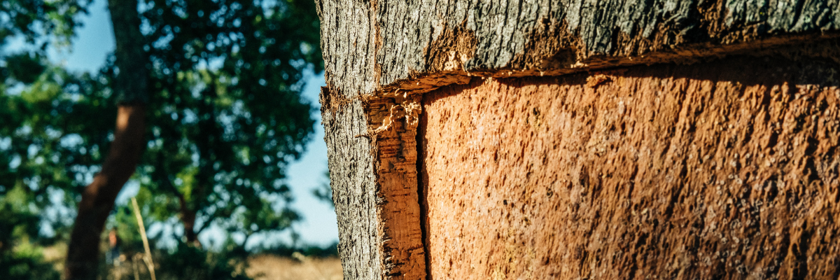Renewable Materials for Sustainable Yachting | METSTRADE