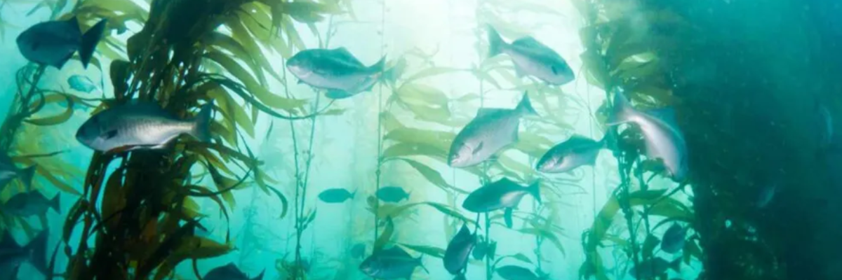 Header - Ocean preservation by Yachties