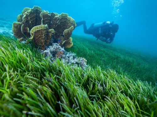 planting seagrass