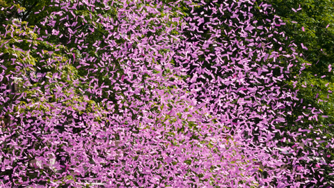 Gender reveal - confetti