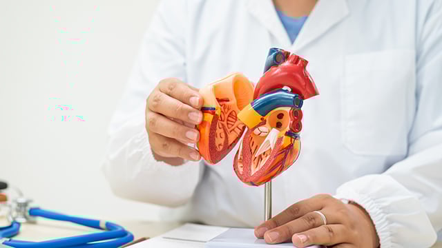 A doctor showing a model of the heart, discussing heart diseases