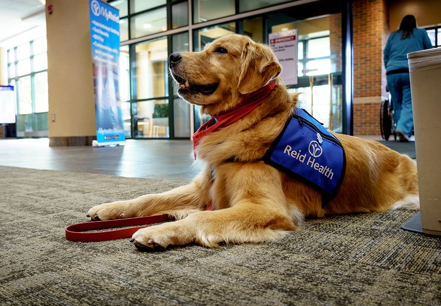 Reid Health Therapy Dog, Hannah