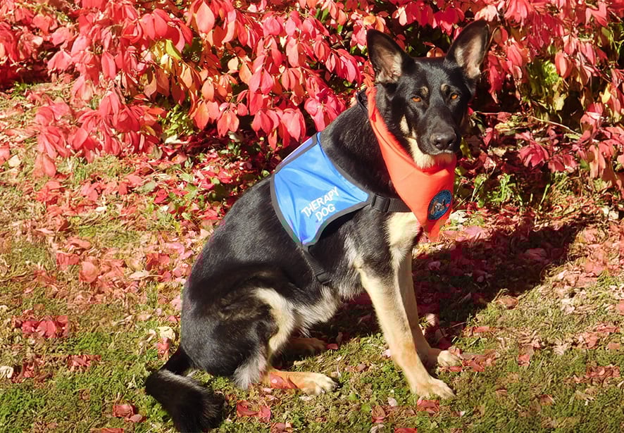 Reid Health Therapy Dog, Alabama