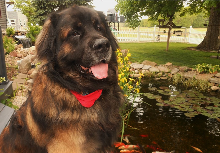 Reid Health Therapy Dog, Alvin