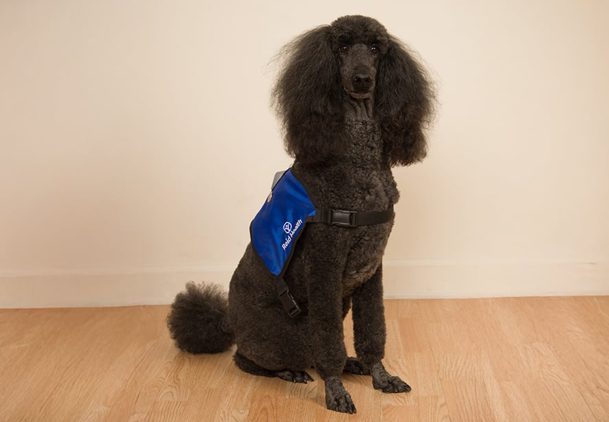 Reid Health Therapy Dog, Bailey