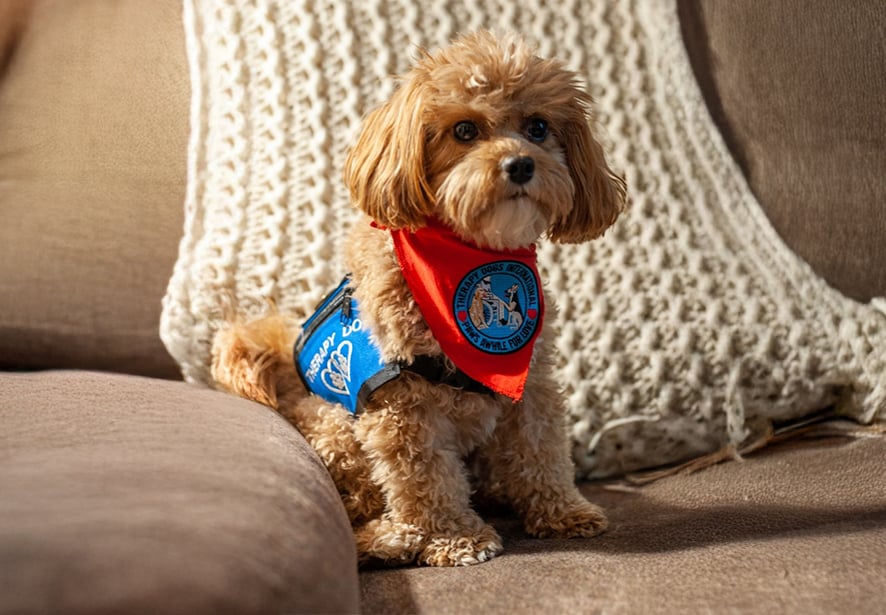 Reid Health Therapy Dog, Brimley