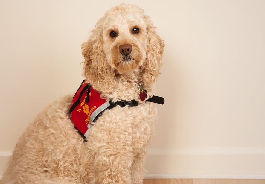 Reid Health Therapy Dog, Cappy