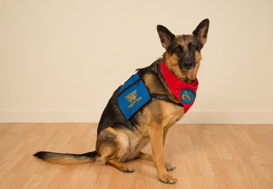 Reid Health Therapy Dog, Cheyenne