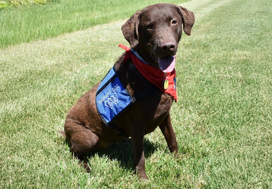 Reid Health Therapy Dog, Clemmie