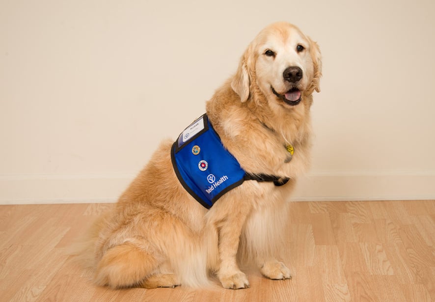 Reid Health Therapy Dog, Dupont