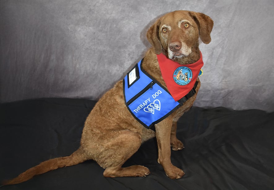Reid Health Therapy Dog, Ellie