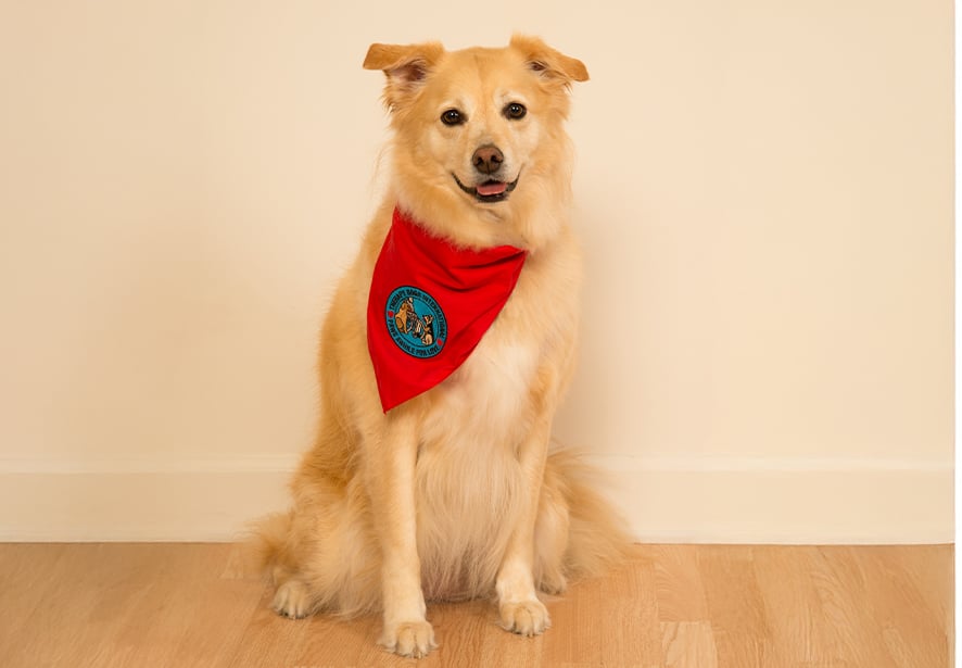 Reid Health Therapy Dog, Harley