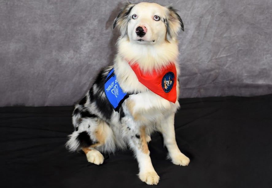 Reid Health Therapy Dog, Harper