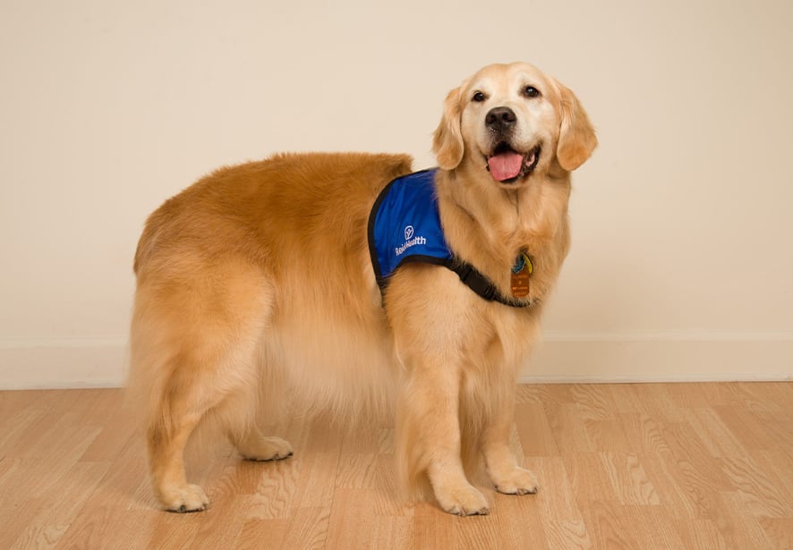 Reid Health Therapy Dog, Jenna