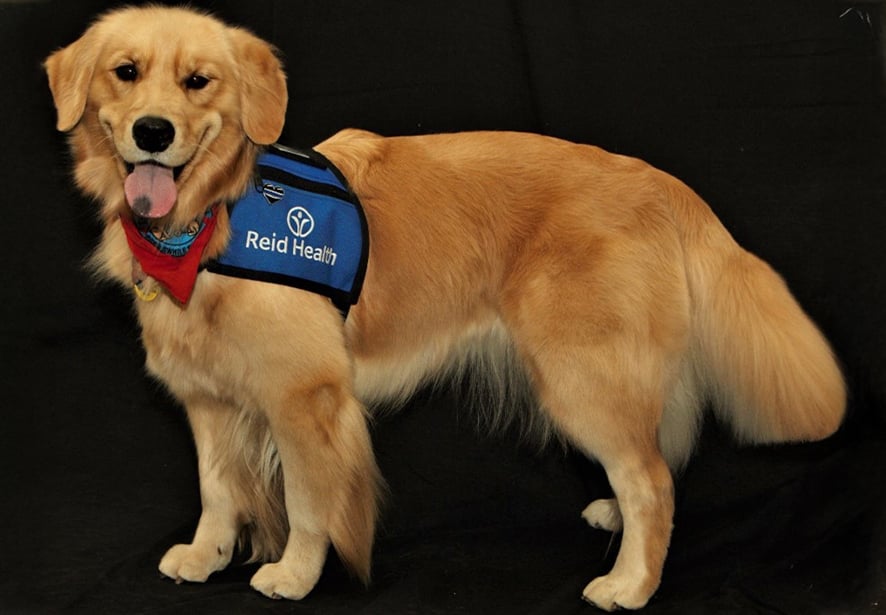 Reid Health Therapy Dog, Journee