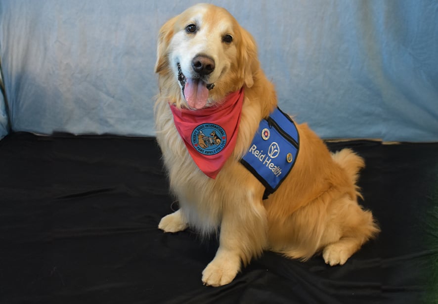 Reid Health Therapy Dog, Kobalt