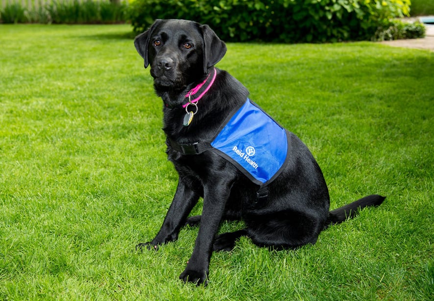 Reid Health Therapy Dog, Kona