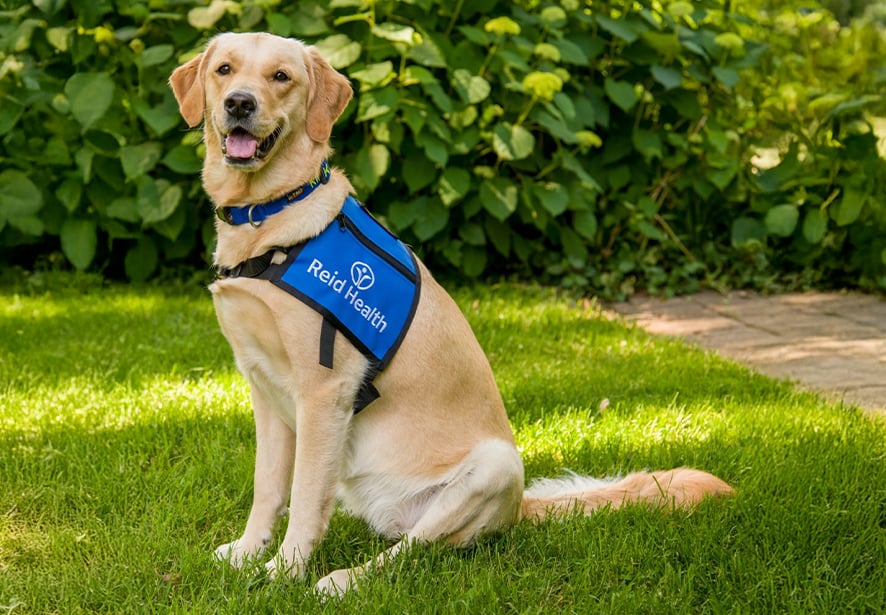 Reid Health Therapy Dog, Lily