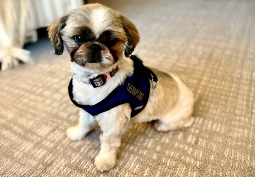 Reid Health Therapy Dog, Maggie