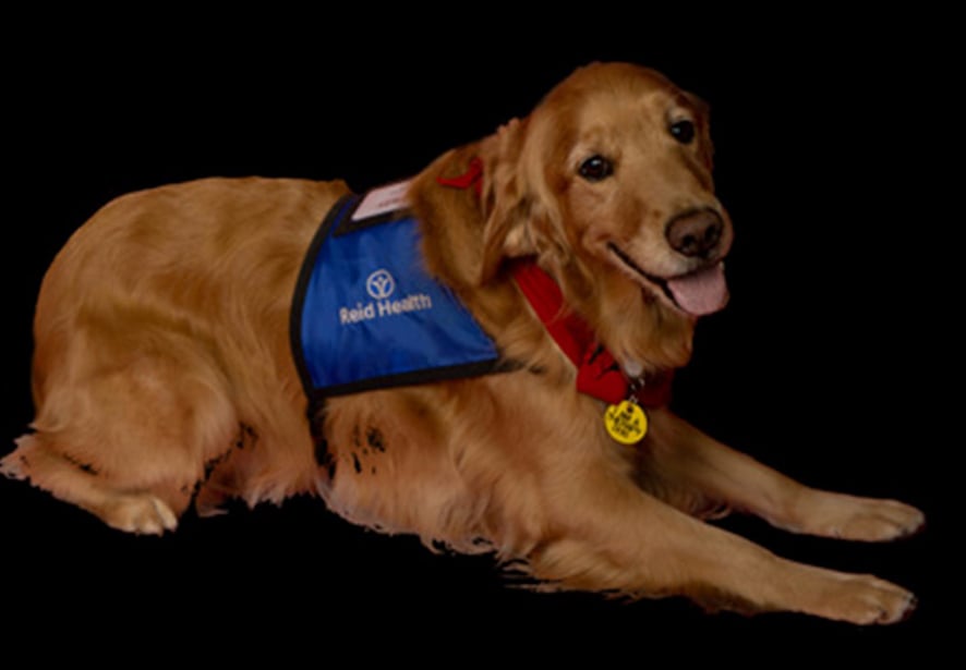 Reid Health Therapy Dog, Marley
