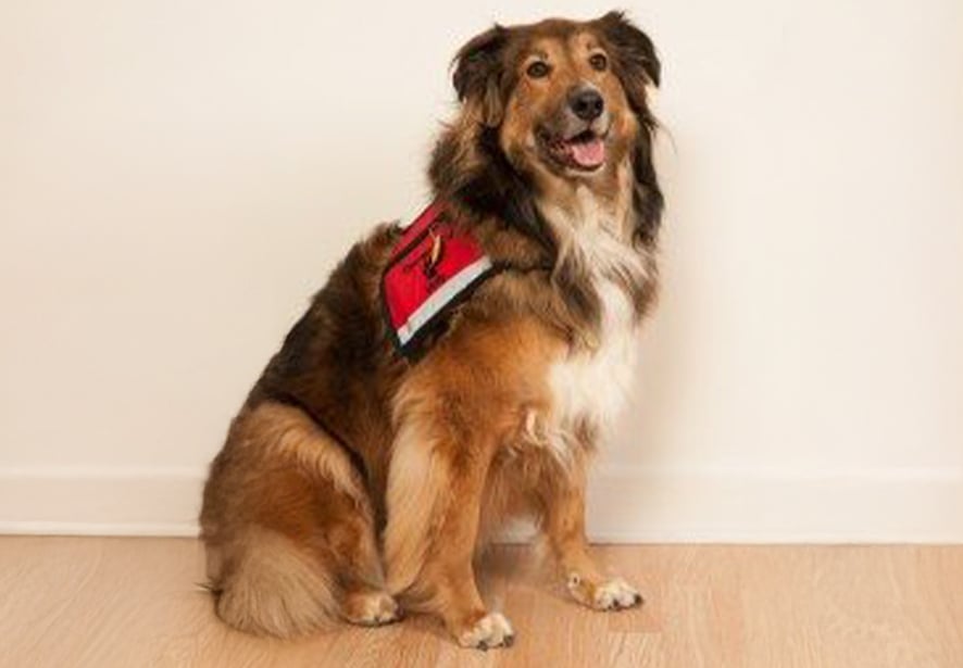 Reid Health Therapy Dog, Molly