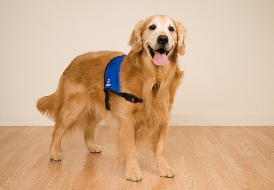 Reid Health Therapy Dog, Salmon