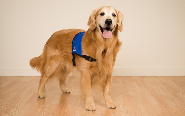 Reid Health Therapy Dog, Salmon