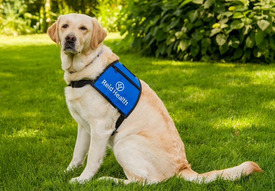 Reid Health Therapy Dog, Toula