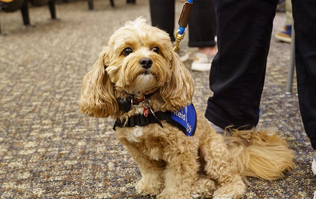 An image of one of Reid Health's therapy dogs