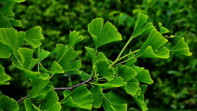 Green branch of a ginkgo tree. 