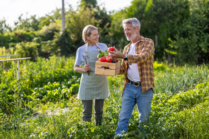 Mature couple harvesting fresh organic vegetables in garden