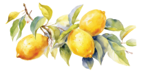 tasteful lemons on a branch with leaves