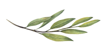 small branch with several green leaves